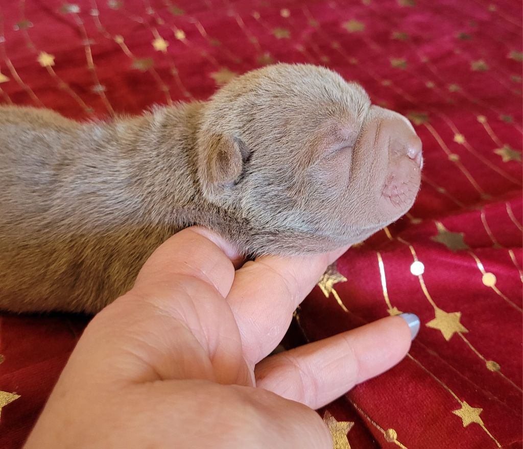 The jade pearls - Chiot disponible  - Shar Pei