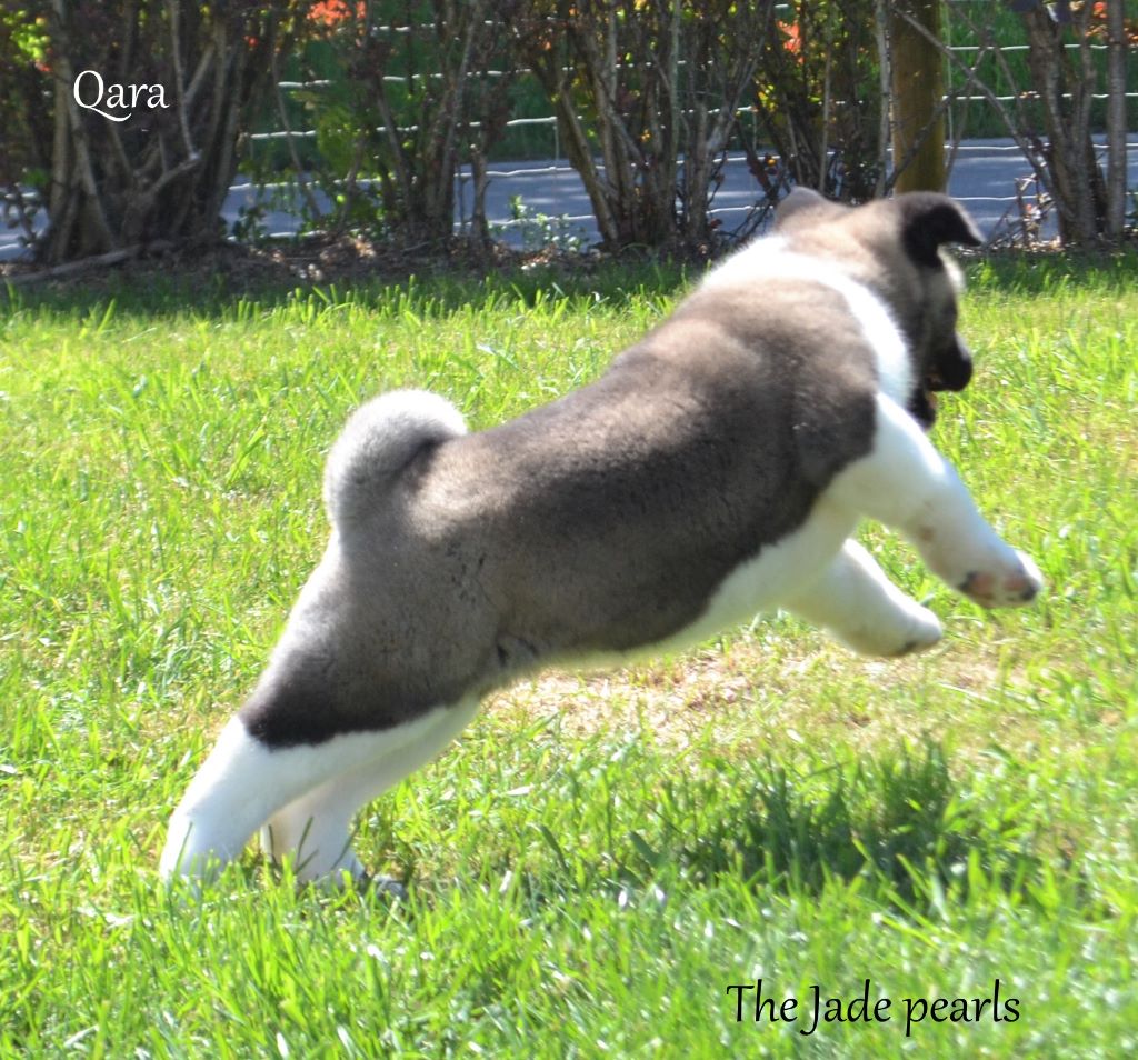 Elevage The jade pearls - eleveur de chiens Akita americain