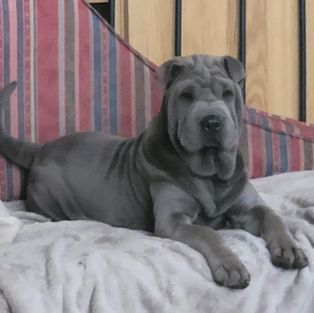 Vedi vini vivi de la noblesse bleu